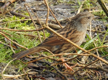 Dunnock - AdelDam