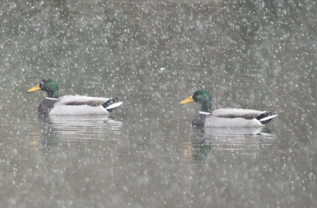 Mallard - Adel Dam