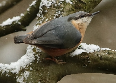 Nuthatch - Adel Dam