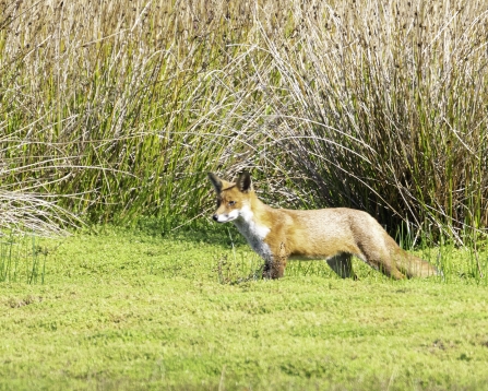 Fox © Barry Wardley 2019
