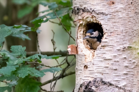 Great Spotted Woodpecker © Darren Ward 2019
