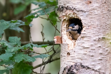 Great Spotted Woodpecker © Darren Ward 2019