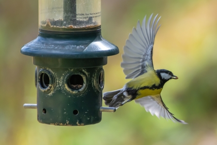 Great Tit © Darren Ward 2019