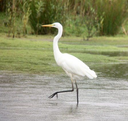 Great White Egret © Richard Scott 2019