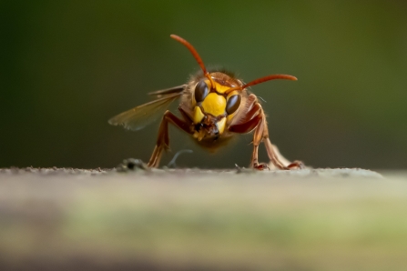Hornet © Darren Ward 2019