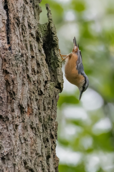 Nuthatch © Darren Ward 2019