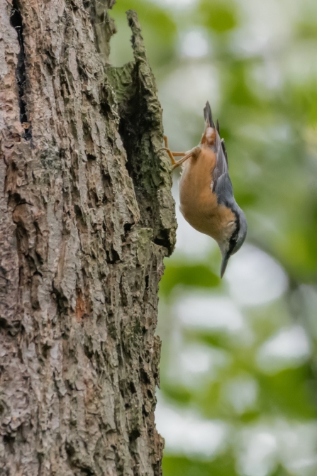 Nuthatch © Darren Ward 2019