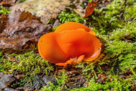 Orange Peel Fungus © Derek Parker 2019