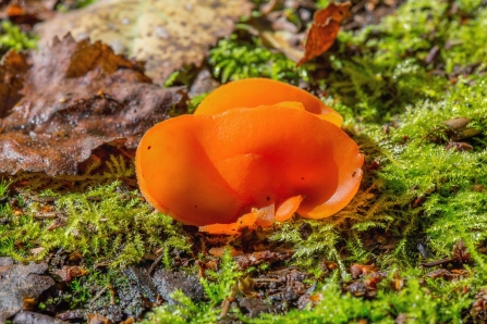 Orange Peel Fungus © Derek Parker 2019