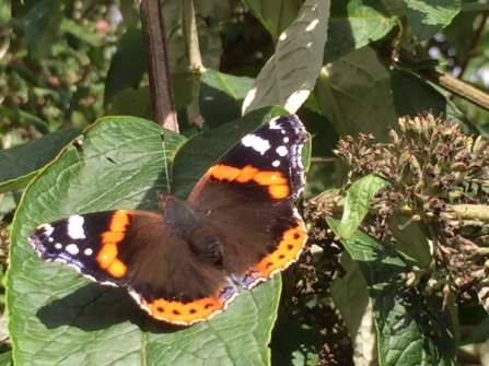 Red Admiral © Lynda Christou 2019