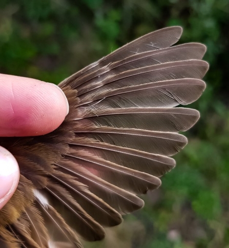 Reed Warbler showing fault bar in the wing © Rebekah Beaumont 2019