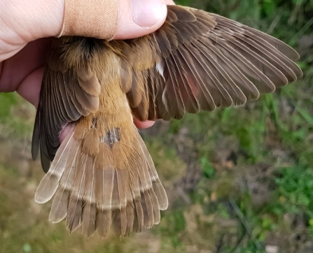 Reed Warbler showing fault bar in the tail © Rebekah Beaumont 2019