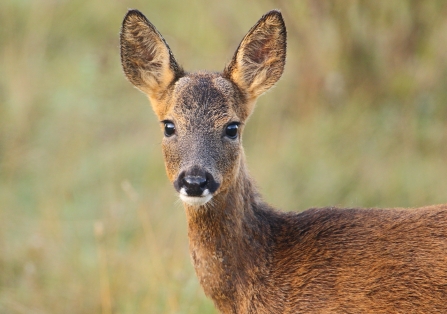 Roe Deer © Allen Holmes 2019