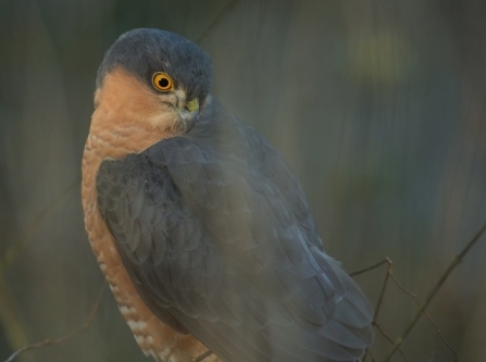 Sparrowhawk - Adel Dam