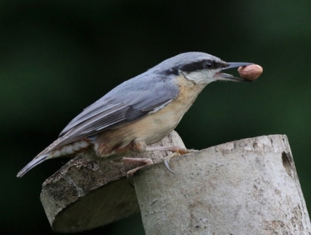 Nuthatch - Adel Dam