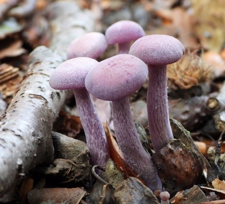 Amethyst deceiver - AdelDam