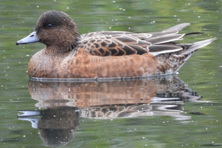 Wigeon - AdelDam