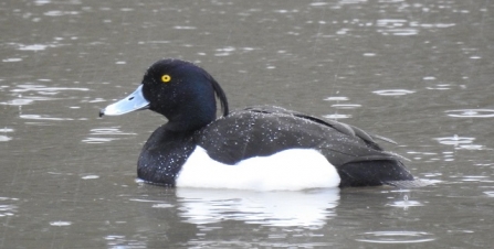 Tufted duck - Adel Dam