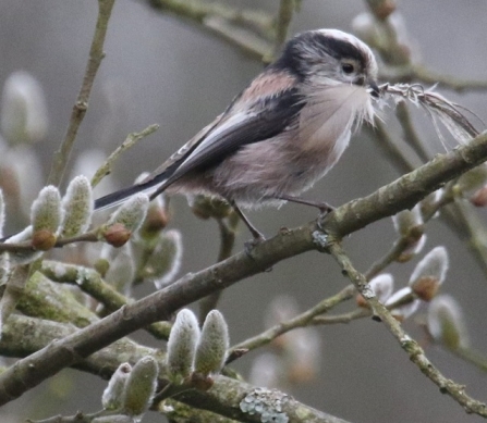 Long-tailed tit - AdelDam