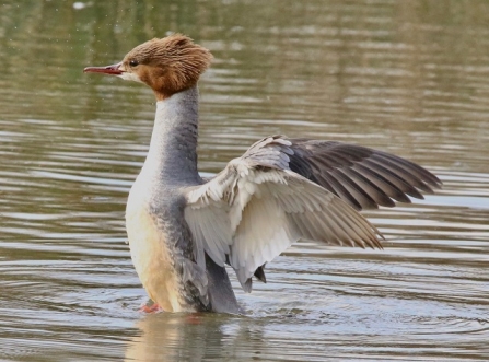 Goosander - Adel Dam