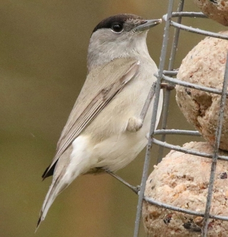 Blackcap - AdelDam