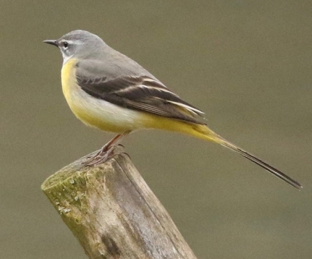 Grey wagtail - Adel Dam