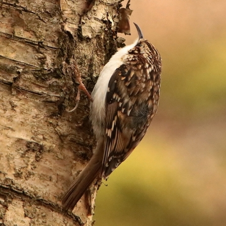 Treecreeper - AdelDam