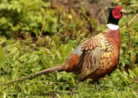 Pheasant - Adel Dam