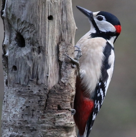 Great spotted woodpecker - Adel Dam