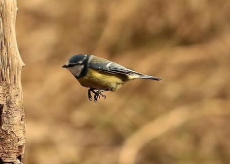 Blue tit - AdelDam