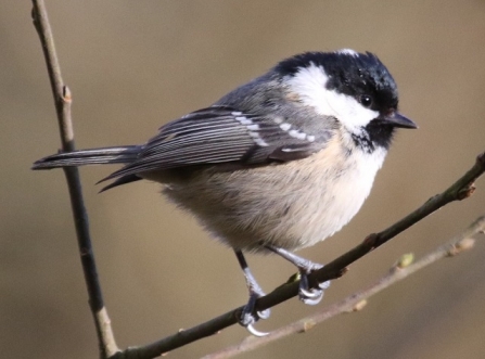 Coal tit - Adel Dam