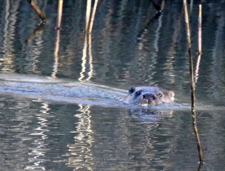 Otter - Adel Dam