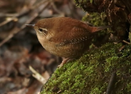 Wren - AdelDam