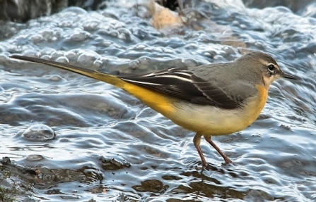 Grey wagtail - Adel Dam