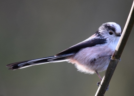 Long-tailed tit - AdelDam