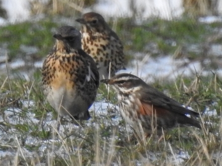 Mixed_thrushes - Adel Dam