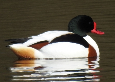 Shelduck - Adel Dam