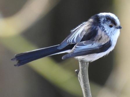 Long-tailed tit - AdelDam