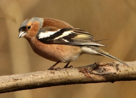 Chaffinch - AdelDam