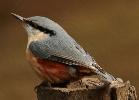 Nuthatch - Adel Dam