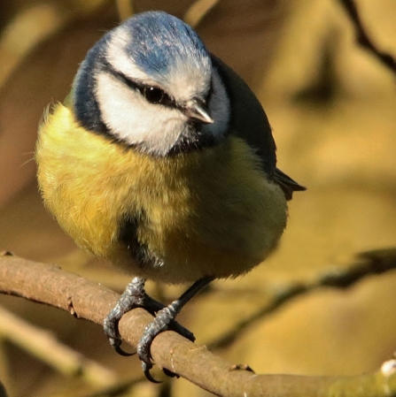 Blue tit - AdelDam