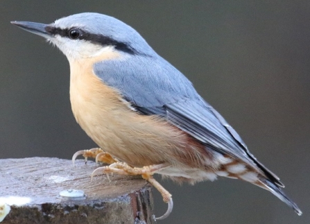 Nuthatch - Adel Dam