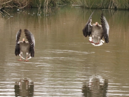 Greylag goose - AdelDam