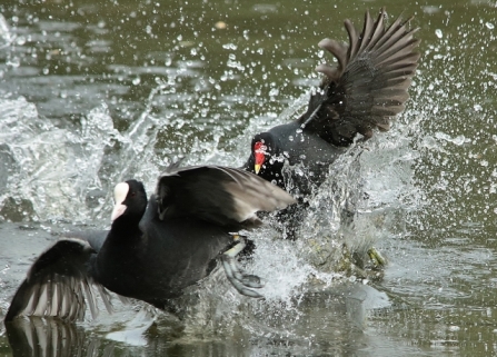 Moorhen - Adel Dam