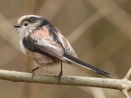 Long-tailed tit - AdelDam