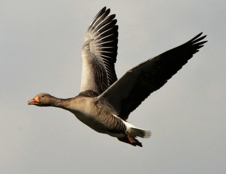 Greylag goose - AdelDam