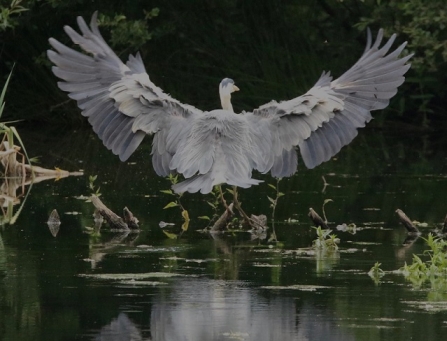 Grey Heron - Adel Dam