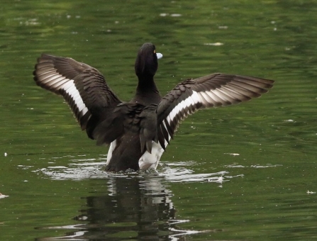 Tufted duck - Adel Dam