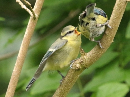 Blue tit - AdelDam