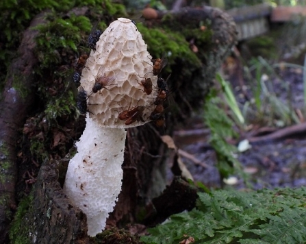 Stinkhorn - AdelDam